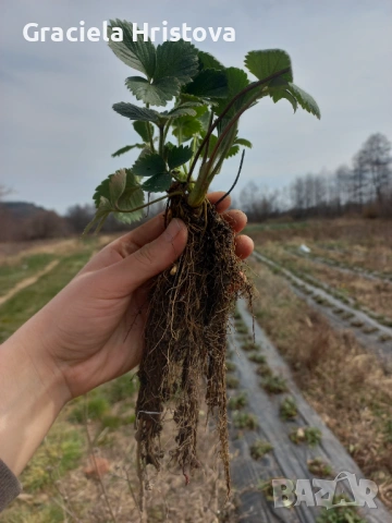 Предлагам висококачествен разсад ягоди сезонни и целогодишни сортове , снимка 4 - Разсади - 54211646