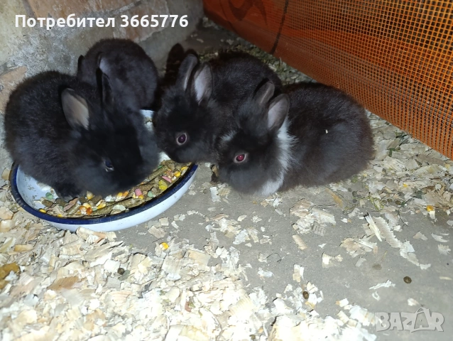Декоративни зайци 