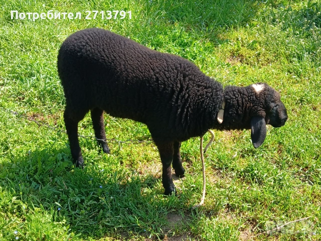 Агне за продан, снимка 4 - Овце - 54462515