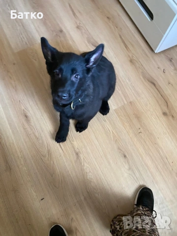 Източно Европейска овчарка, снимка 2 - Немска овчарка - 54163639