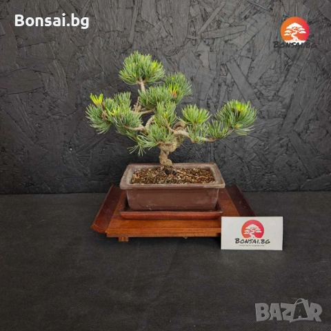 16-годишен Японски бял бор (Pinus parviflora) Бонсай