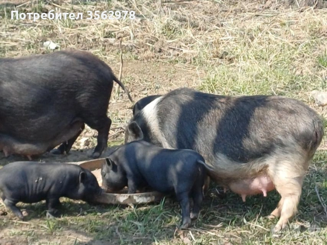 малки Виетнамски прасенца , снимка 3 - Други животни - 53970589