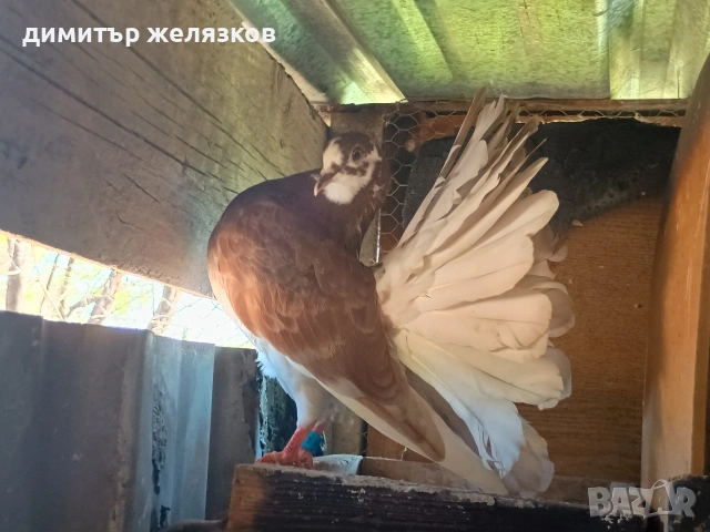млади фенерлий. от едно люпило, снимка 5 - Гълъби - 55289433