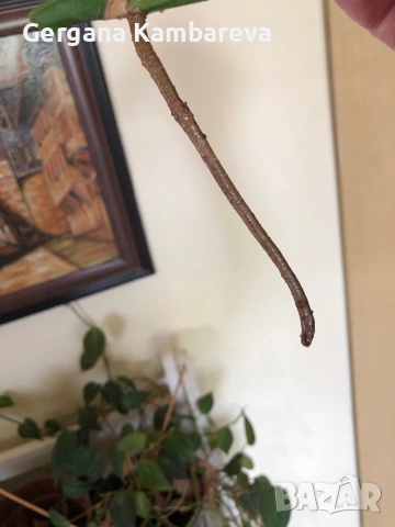 Резник monstera Aurea variegated , снимка 4 - Стайни растения - 54574277