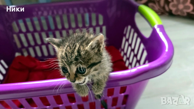 Подарявам 4 малки котенца, снимка 4 - Други - 54515086
