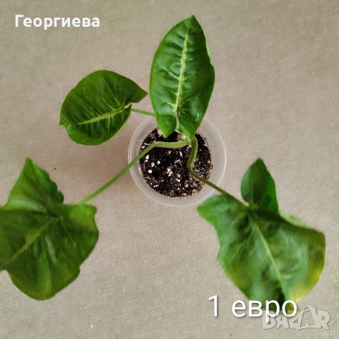 драцена, сингониум, снимка 2 - Стайни растения - 54350943