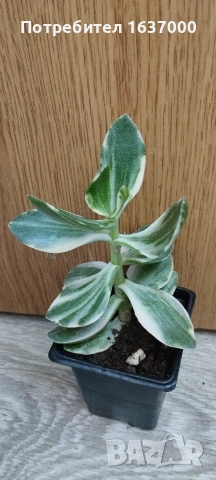 Crassula ovata variegata 