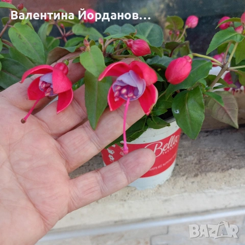 фуксия обичка каскадни , снимка 2 - Градински цветя и растения - 54000435