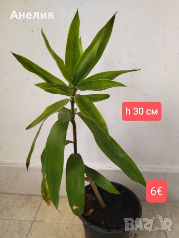 Драцена Dracaena angustifolia!