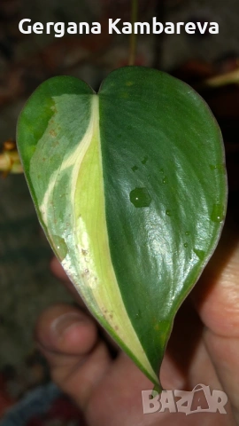 Резник philodendron Rio 