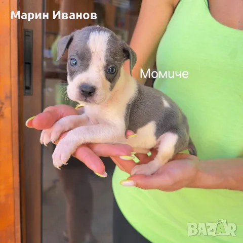 Сини питбулчета , снимка 6 - Питбул - 55671958