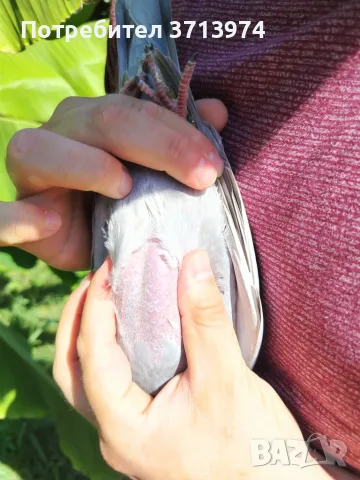 Спортни гълъби.   , снимка 3 - Гълъби - 55515571