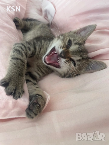 Котенце , снимка 5 - Други - 54705843