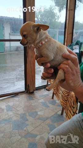 чихуахуа 