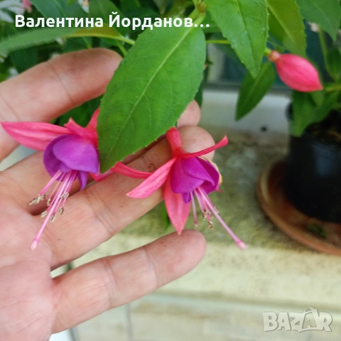 фуксия обичка два цвята , снимка 2 - Стайни растения - 54689550