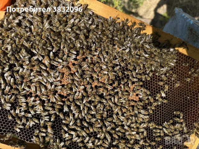 Продавам пчелни семейства , снимка 4 - За пчели - 55693262