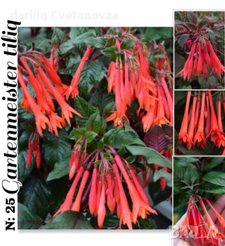 Фуксия за Градинска3.85€ и Каскадна 2.90€, снимка 9 - Градински цветя и растения - 54205891