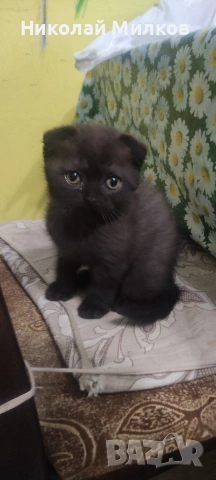 Британски котета, снимка 7 - Британска късокосместа - 54394647