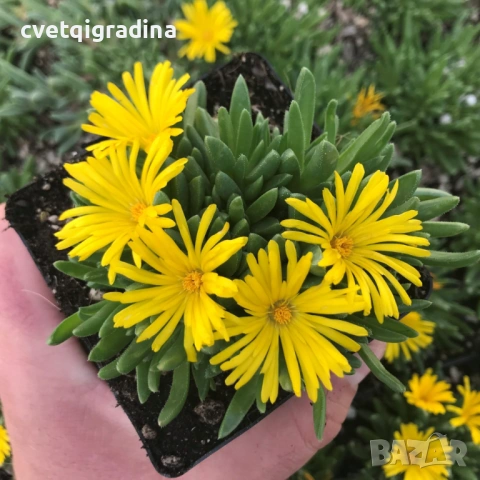 Delosperma cooperi Ice Cream Yellow (Делосперма жълта), снимка 2 - Градински цветя и растения - 54353974