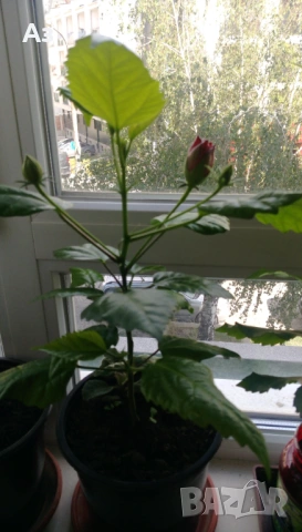 продавам цветя Китайска роза, червена, кичеста, снимка 13 - Стайни растения - 54239402