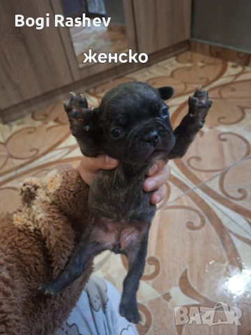 Френски булдог , снимка 7 - Френски булдог - 54883058