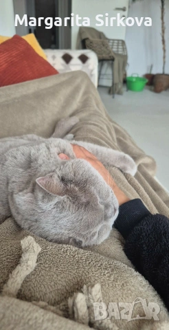 коте за осиновяване, снимка 4 - Други - 54683571