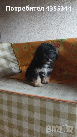 мини пудел , снимка 3 - Пудели - 54065627