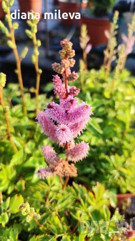 Астилбе, Astilbe, многогодишно за сянка!!, снимка 4 - Градински цветя и растения - 55288069
