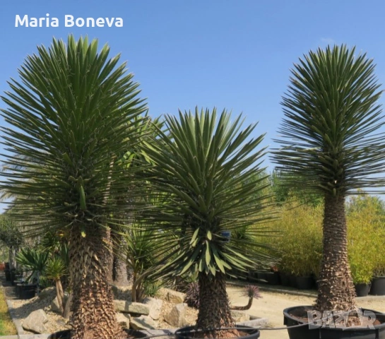 Уникална студоустойчива дървовидна юка Yucca filifera , снимка 2 - Градински цветя и растения - 54389640