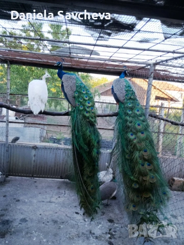 Пауни