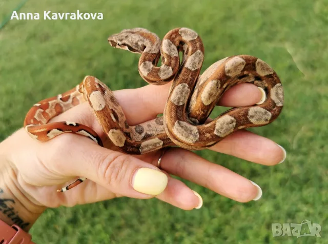 Boa constrictor imperator /боа/змия, снимка 4 - Змии - 55589778