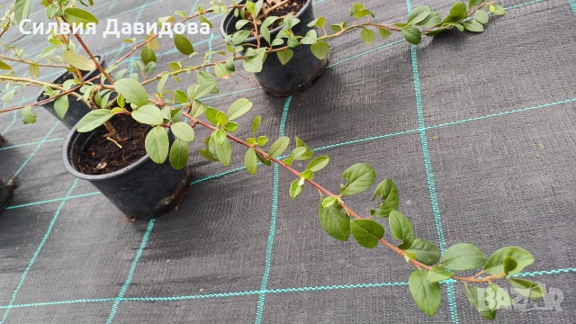 Котонеастър дамери 