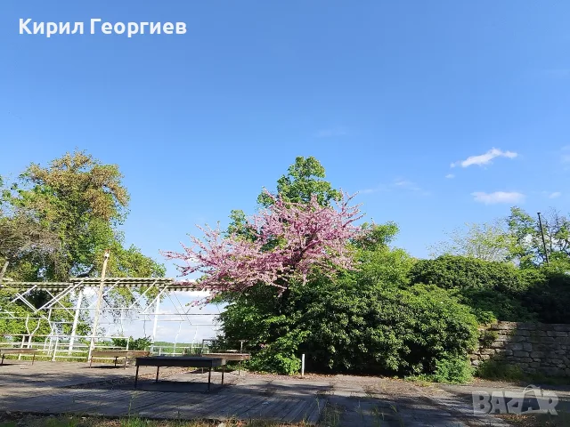 Красиви чаши с коледни мотиви, снимка 2 - Чаши - 55672957