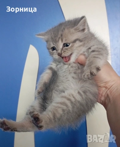 Британско коте