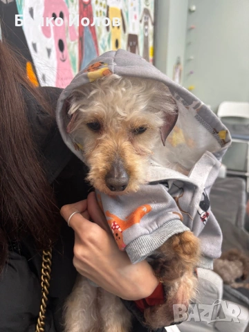 Подарявам пудел