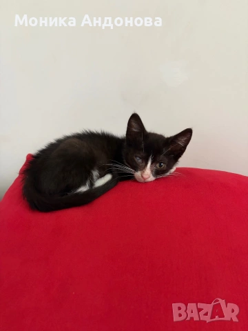 МЪЖКО КОТЕНЦЕ Търси дом, снимка 15 - Други - 55142831