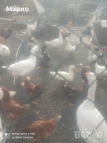 продавам Неми патки
