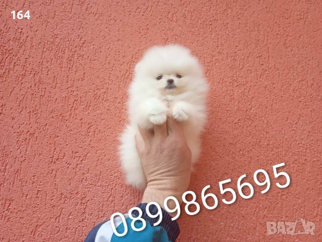 Бели мини Померани. Реални снимки !!! , снимка 2 - Померан - 54917378