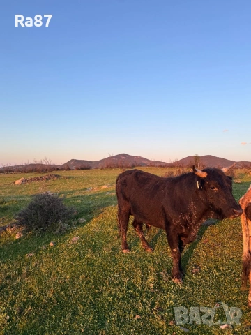 Бикове за Курбан, снимка 3 - Крави - 54371850