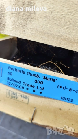 Берберис Мария, Berberis thunbergii ‘Maria'!!!, снимка 4 - Градински цветя и растения - 55016079