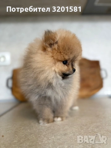 Померан, снимка 5 - Померан - 54320324