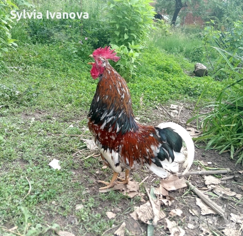 оплодени яйца от шведска цветна кокошка за люпене swedish flower hen, снимка 7 - Кокошки и пуйки - 55039175