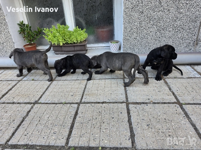 Кучета Кане Корсо, снимка 10 - Кане корсо - 55154310