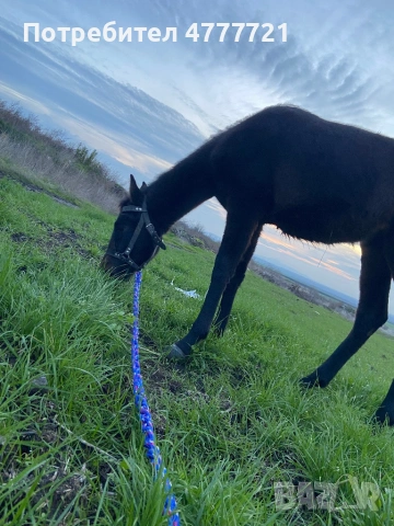 Продавам кобила на 11 месеца , снимка 2 - Коне - 53977460