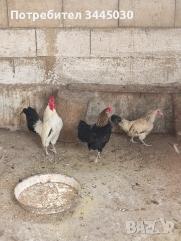 Продавам декоративни кокошки