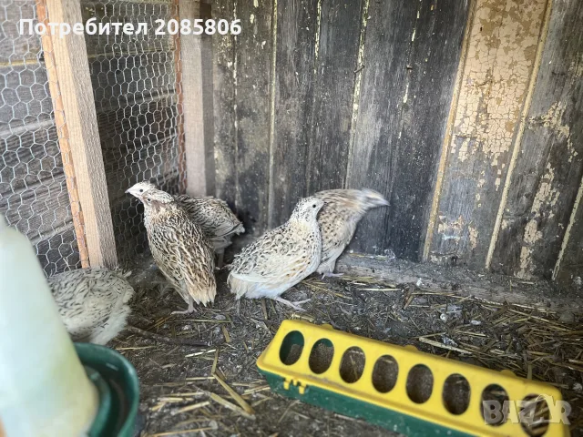 пъдпъдъци на 20 дни, снимка 5 - За селскостопански - 55442445