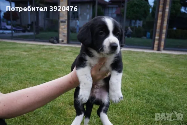 ПОДАРЯВАМ КУЧЕНЦА, снимка 4 - Други - 55343787