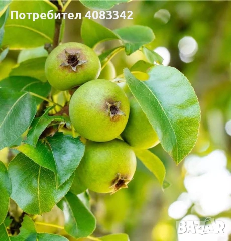 Крушово дърво , снимка 4 - Градински цветя и растения - 54139806