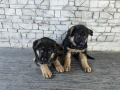 Немски овчарки , снимка 12