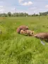 Свободен нерес сто кила, снимка 1